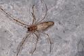 Tetragnatha_ZZ552_D7064_Z_90_Camping at Hopi hollow_Australie